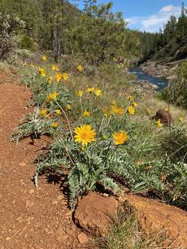 Imagem de Balsamorhiza sericea W. A. Weber