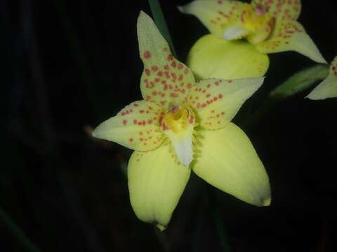 Image of Kalbarri cowslip orchid