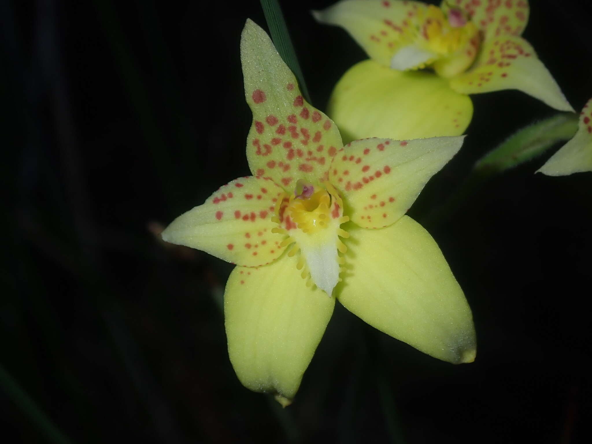 Image de Caladenia flava subsp. maculata Hopper & A. P. Br.