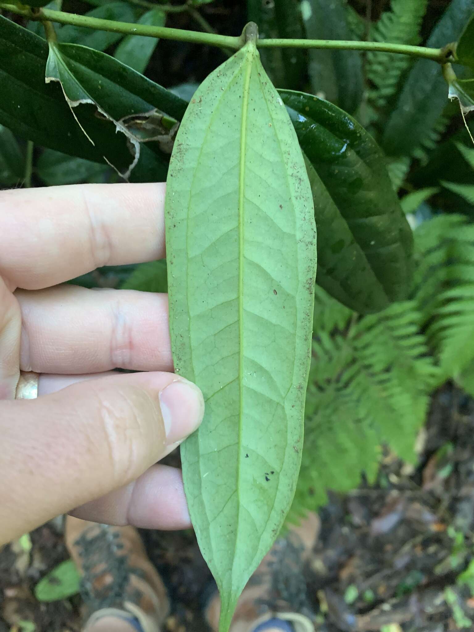 Image of Ripogonum discolor F. Muell.