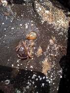 Image of blue-rayed limpet