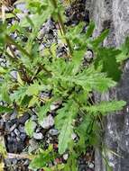 Plancia ëd Senecio squalidus subsp. rupestris (Waldst. & Kit.) Greuter