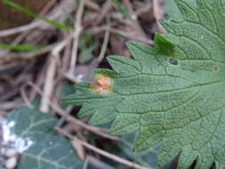 Image of nettle rust (fungus)