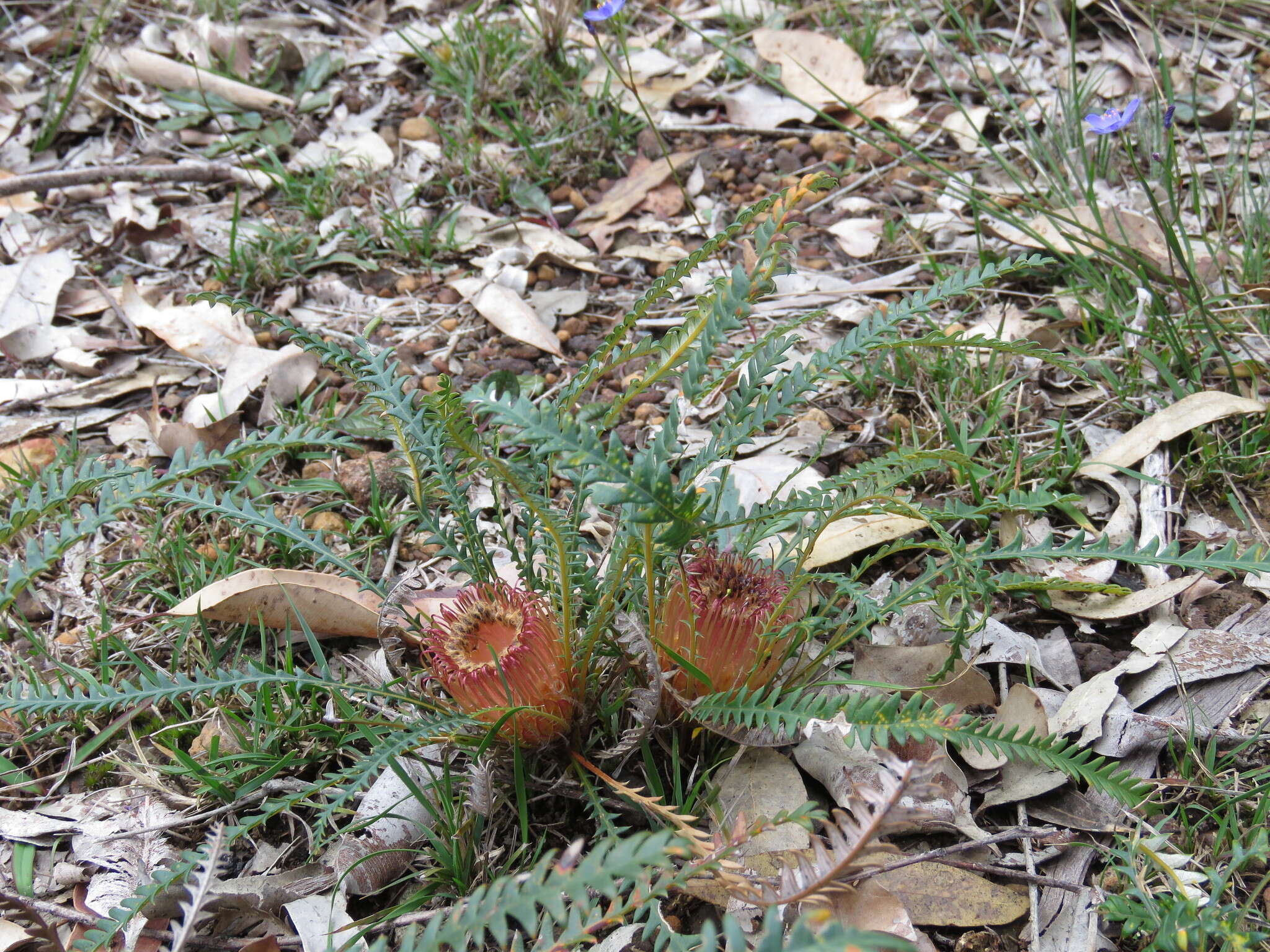 Image of Banksia dallanneyi A. R. Mast & K. R. Thiele