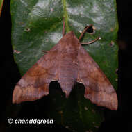 Image of Cypoides Matsumura 1921