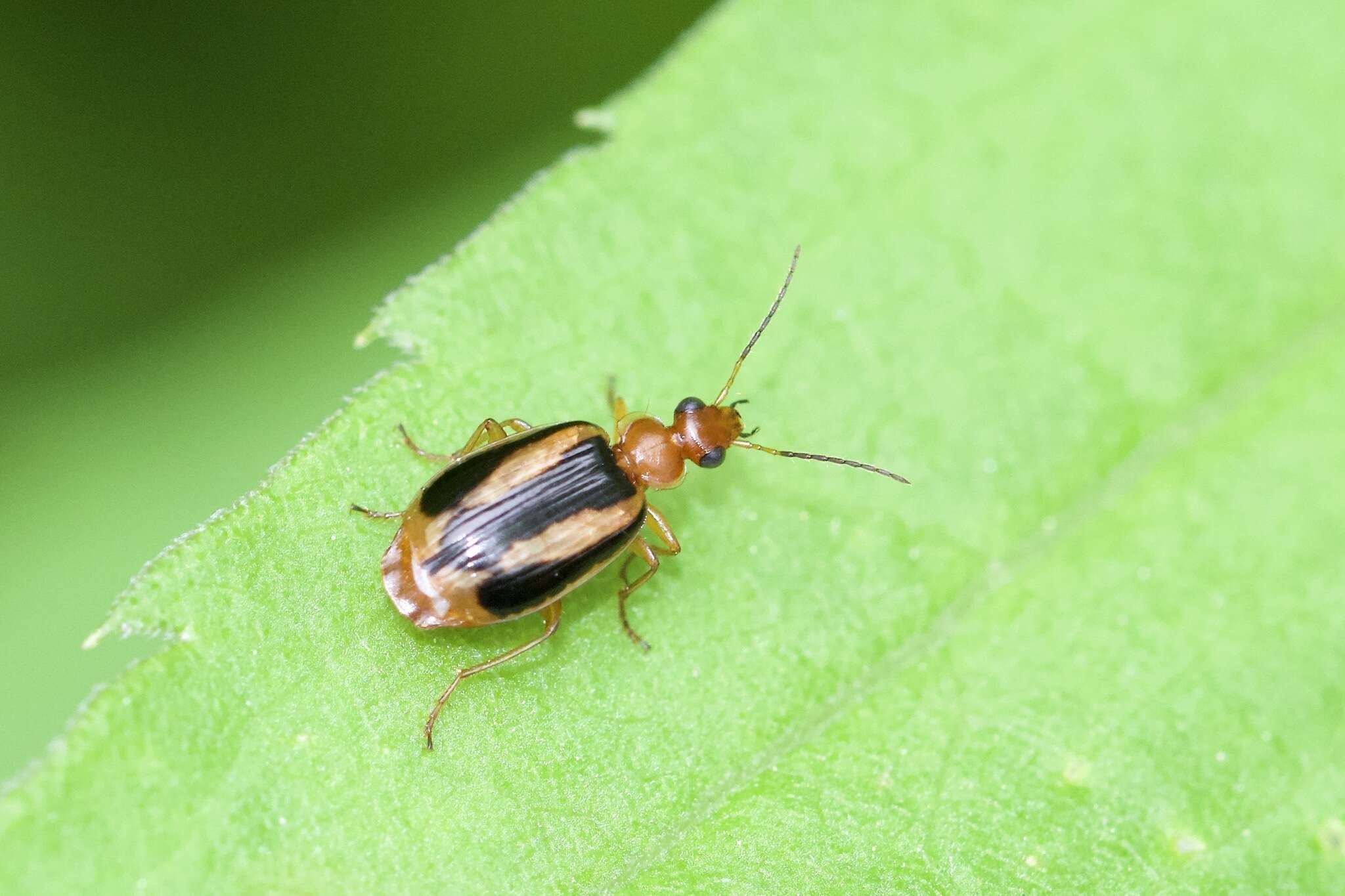 Image of Lebia (Lebia) solea Hentz 1830