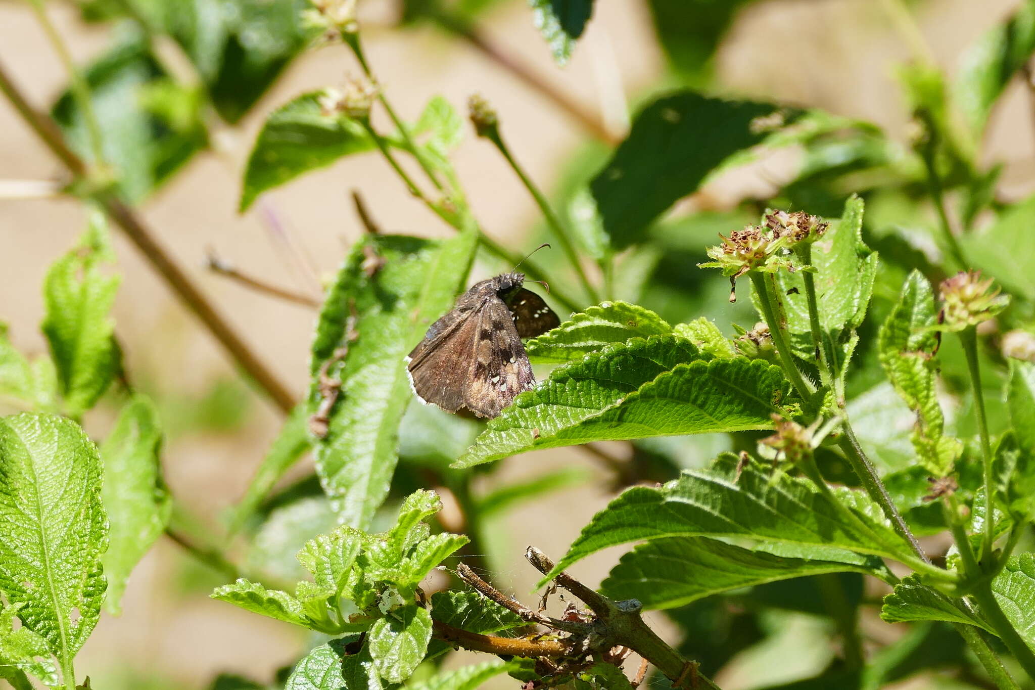 Image of Mournful Duskywing