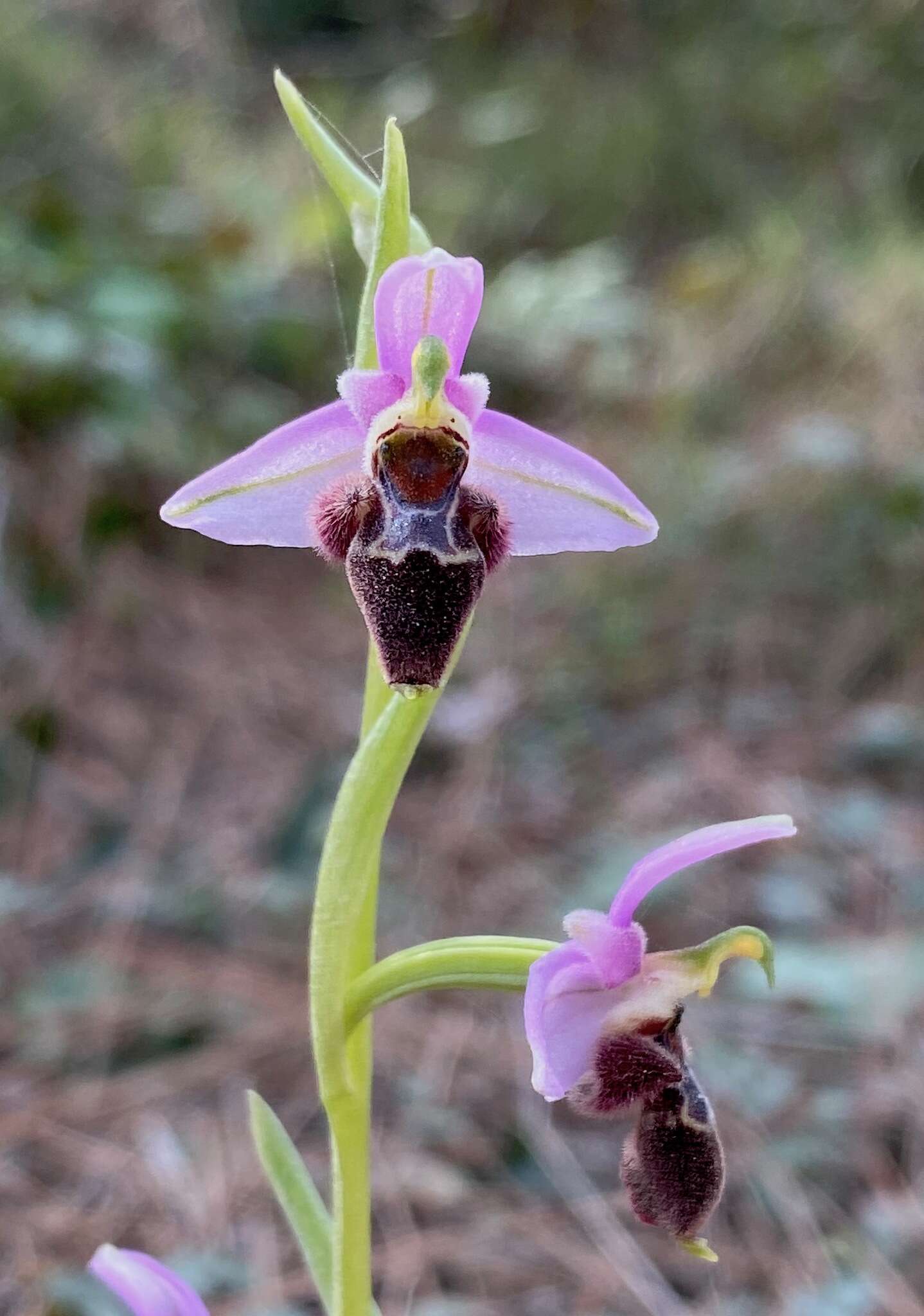 Image of Ophrys umbilicata subsp. lapethica (Gölz & H. R. Reinhard) Faurh.