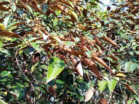 Слика од Vismia baccifera (L.) Triana & Planchon