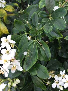 Image of Mexican Orange Blossom