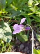 Image of common dog-violet