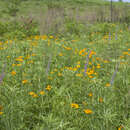 Image of Trollius macropetalus (Regel) F. Schmidt