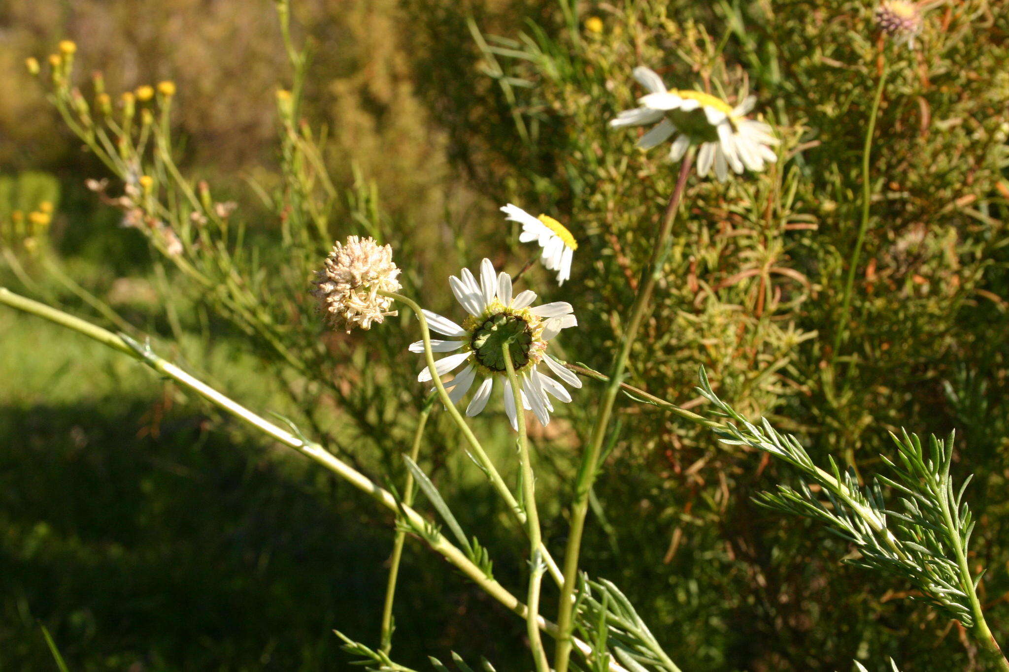 Imagem de Lasiospermum bipinnatum (Thunb.) Druce