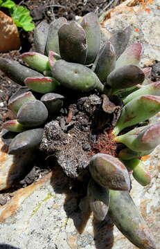 Image of Adromischus cristatus (Haw.) Lem.