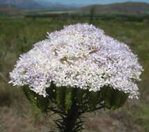 Image of Pseudoselago densifolia (Hochst.) O. M. Hilliard