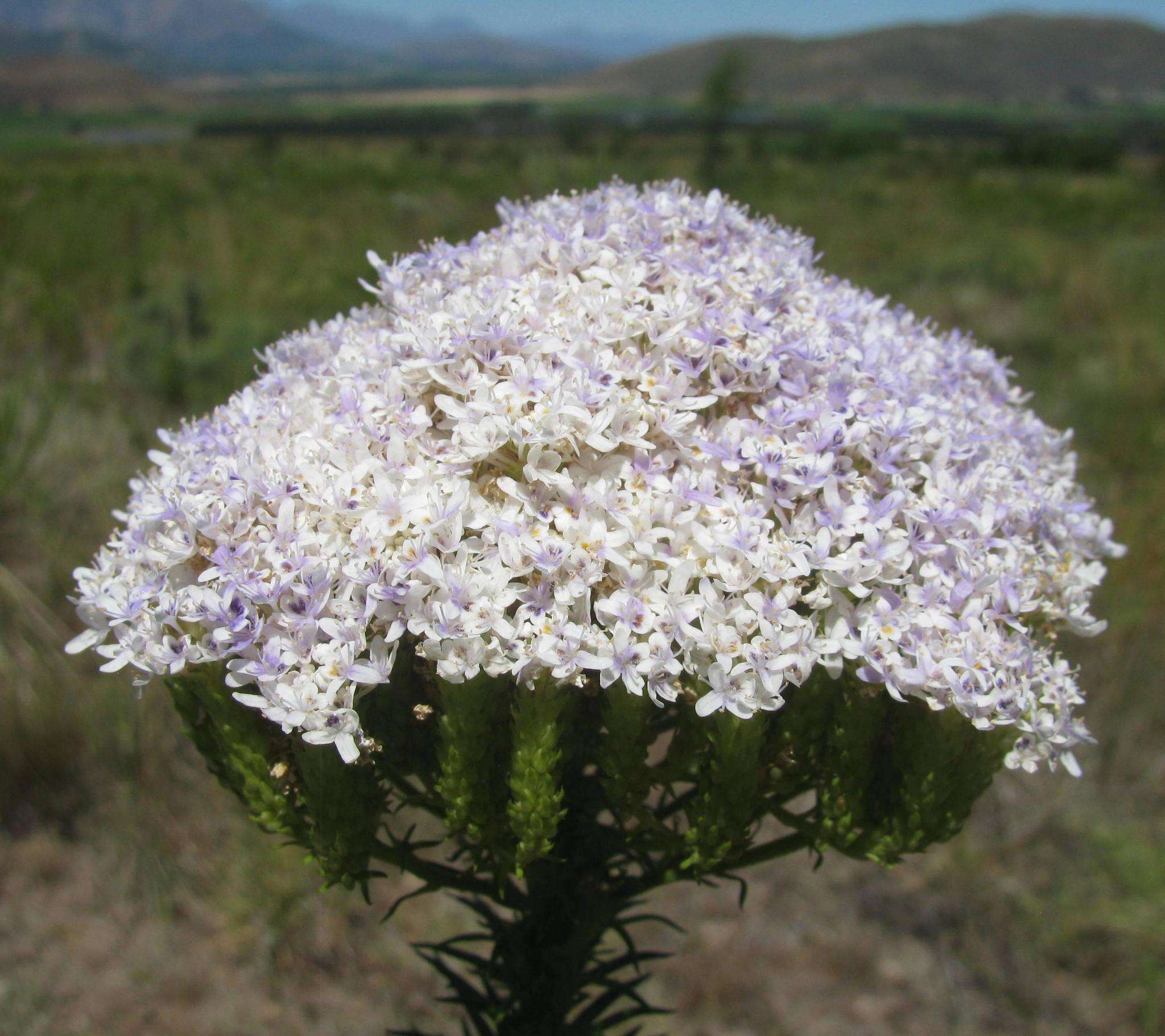 Image of Pseudoselago densifolia (Hochst.) O. M. Hilliard