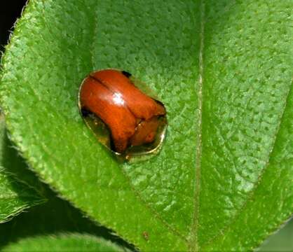 Image of Charidotella (Chaerocassis) emarginata (Boheman 1855)