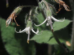 Image of Symphytum creticum (Willd.) Greuter & Rech. fil.