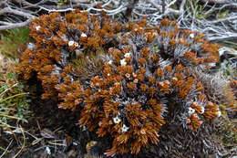 Image de Dracophyllum politum (Cheesem.) Cockayne