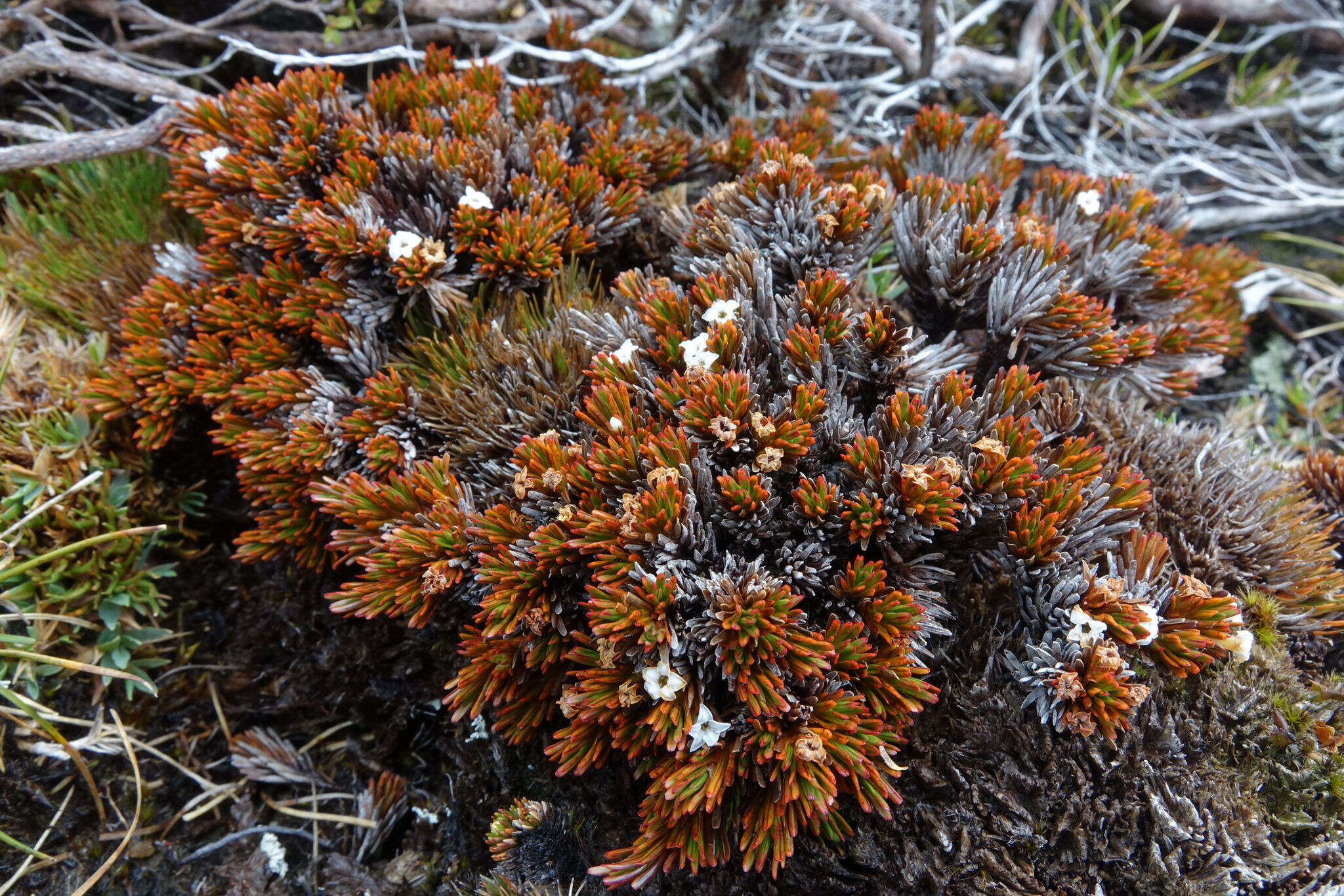 Image de Dracophyllum politum (Cheesem.) Cockayne