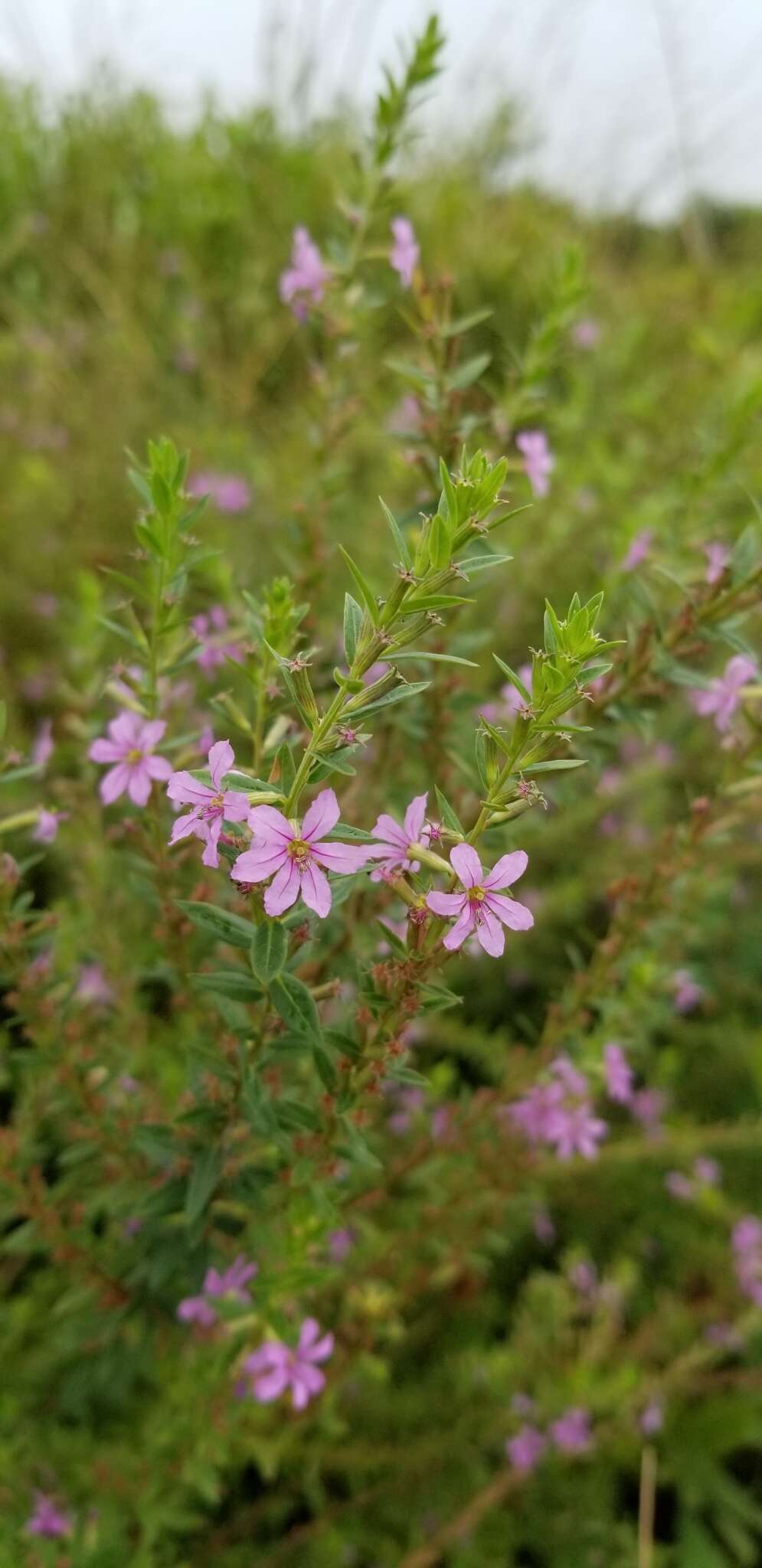 Image of winged lythrum