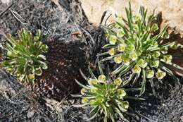 صورة Euphorbia bupleurifolia Jacq.