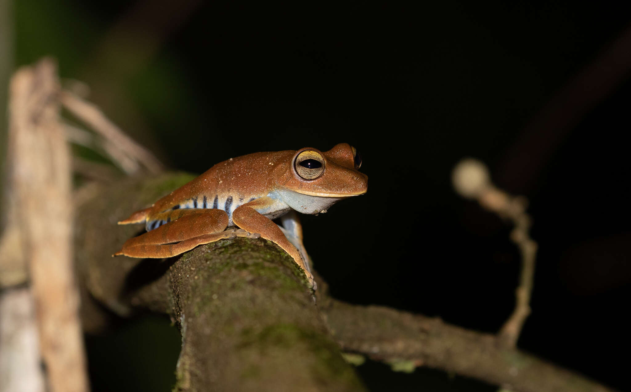 Image of Convict Tree Frog