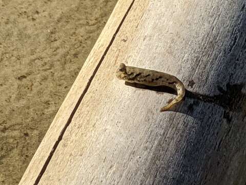 Image of Slender mudskipper