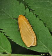 Image of orange footman