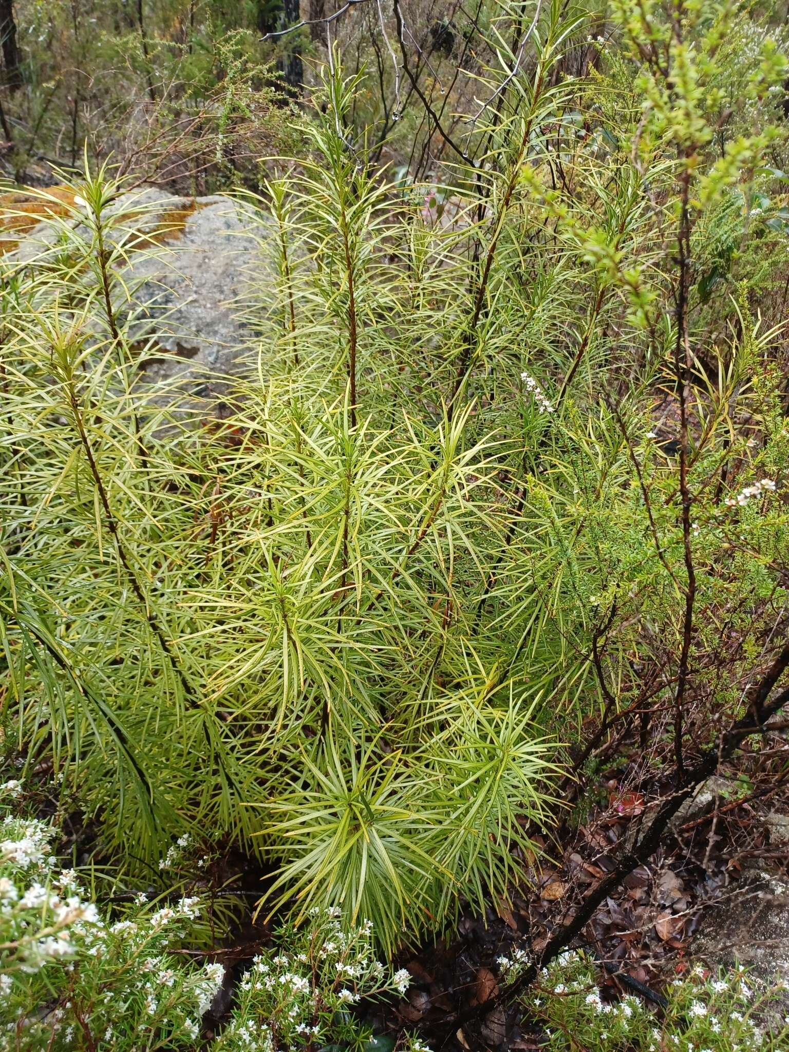 Image of Emu Berry