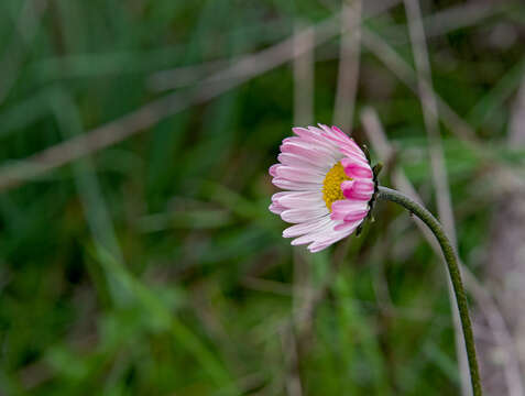 Image of Southern Daisy