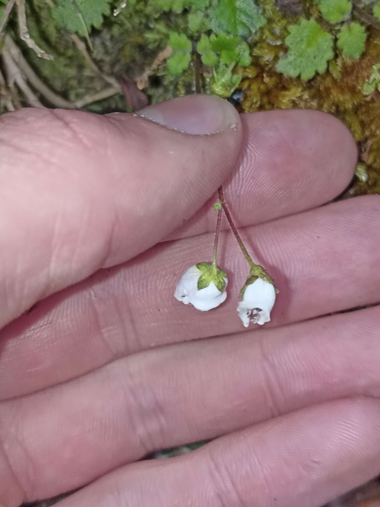 Image of Jovellana repens (Hook. fil.) Kränzl.