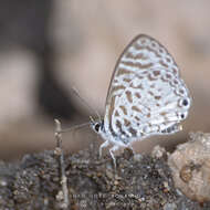 Image of <i>Leptotes <i>cassius</i></i> cassius