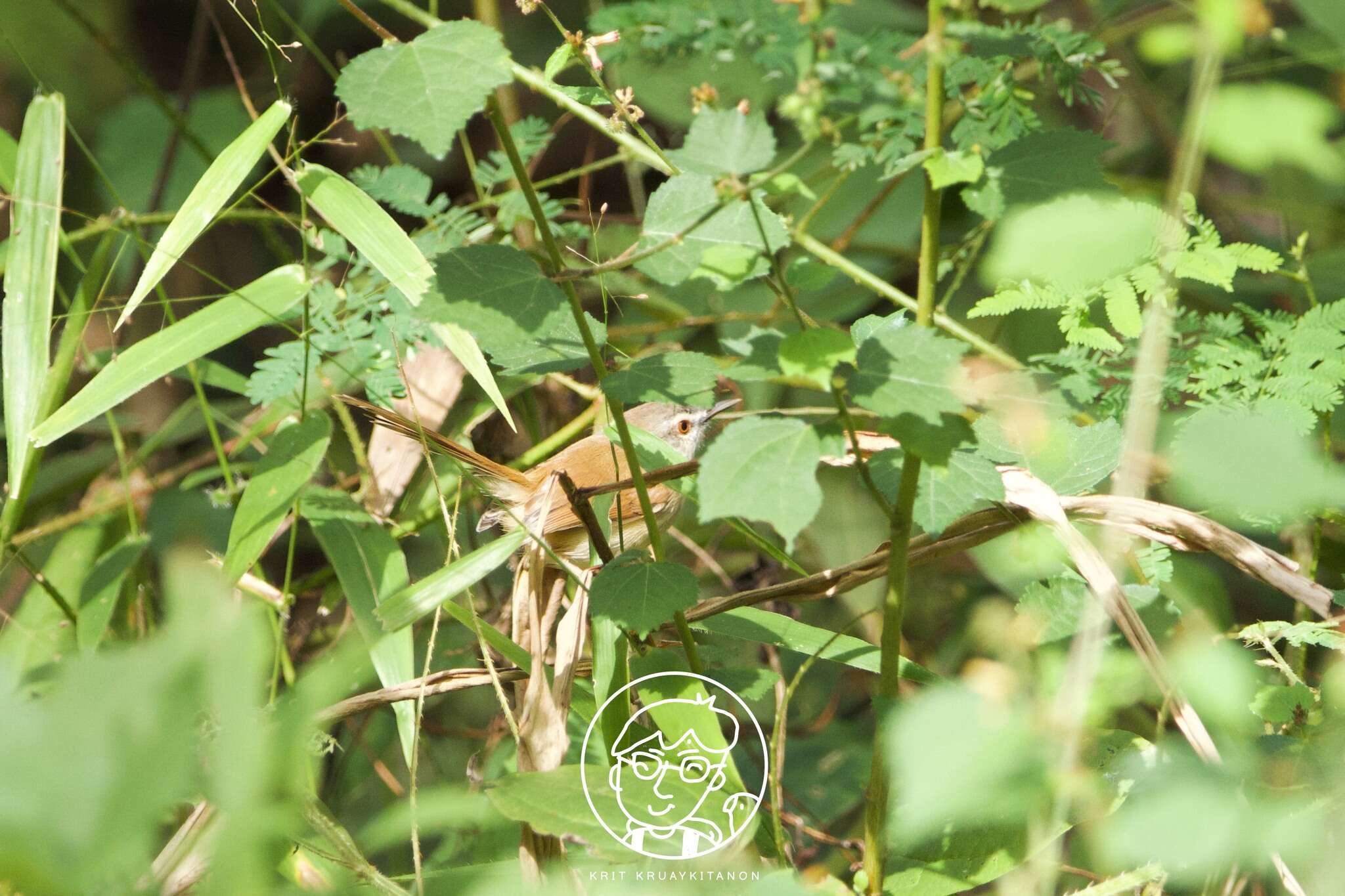 Image of Rufescent Prinia