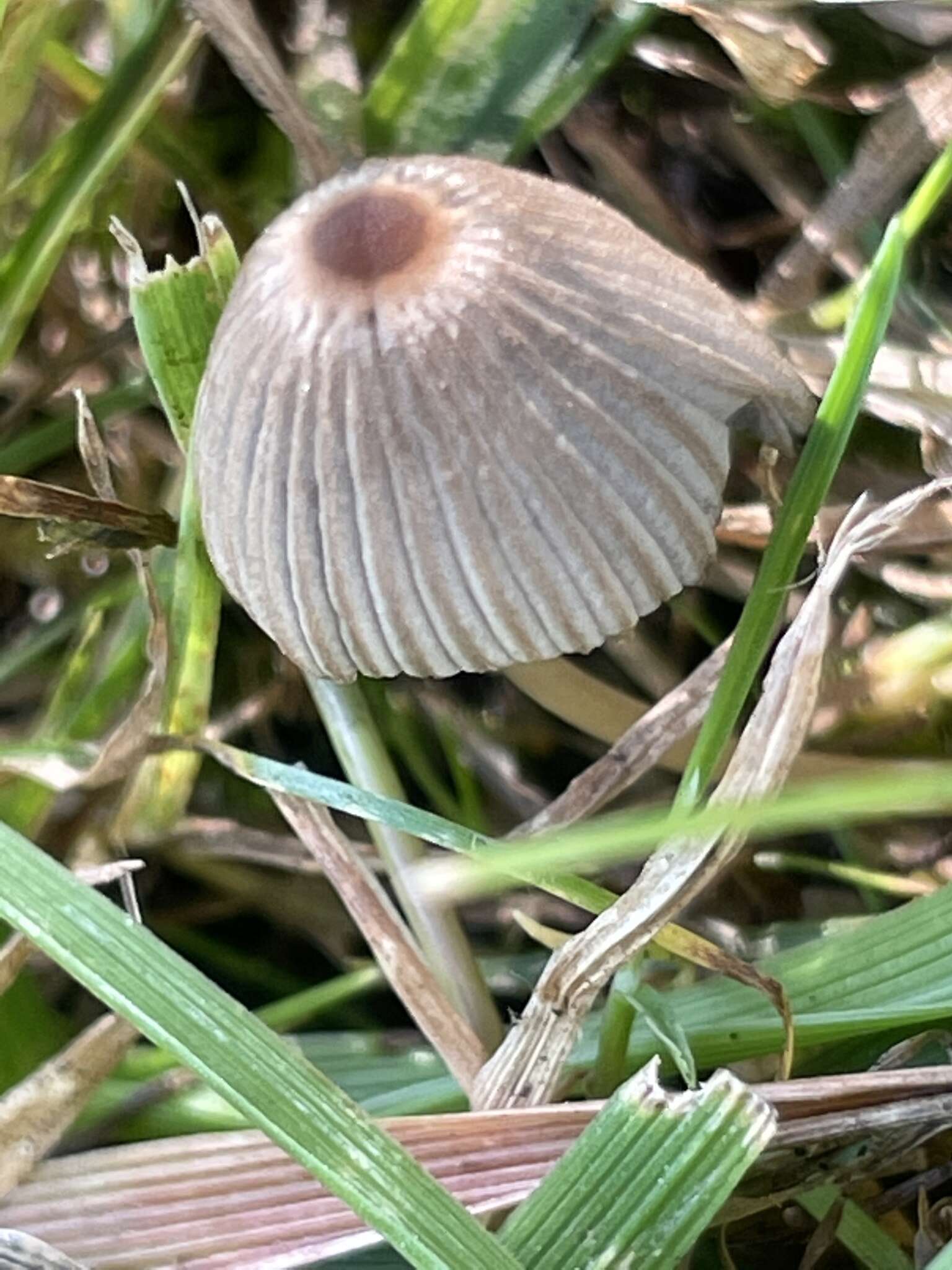 Imagem de Parasola aporos