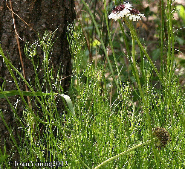 Image of Wild ox-eye daisy