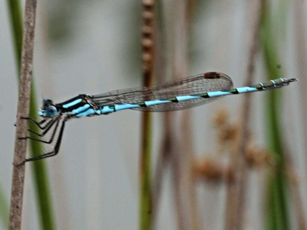 Image of Austrolestes annulosus (Selys 1862)