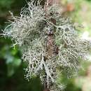 Image of Peruvian cartilage lichen