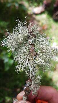 Image of Peruvian cartilage lichen