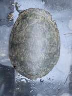 Image of Manning River snapping turtle