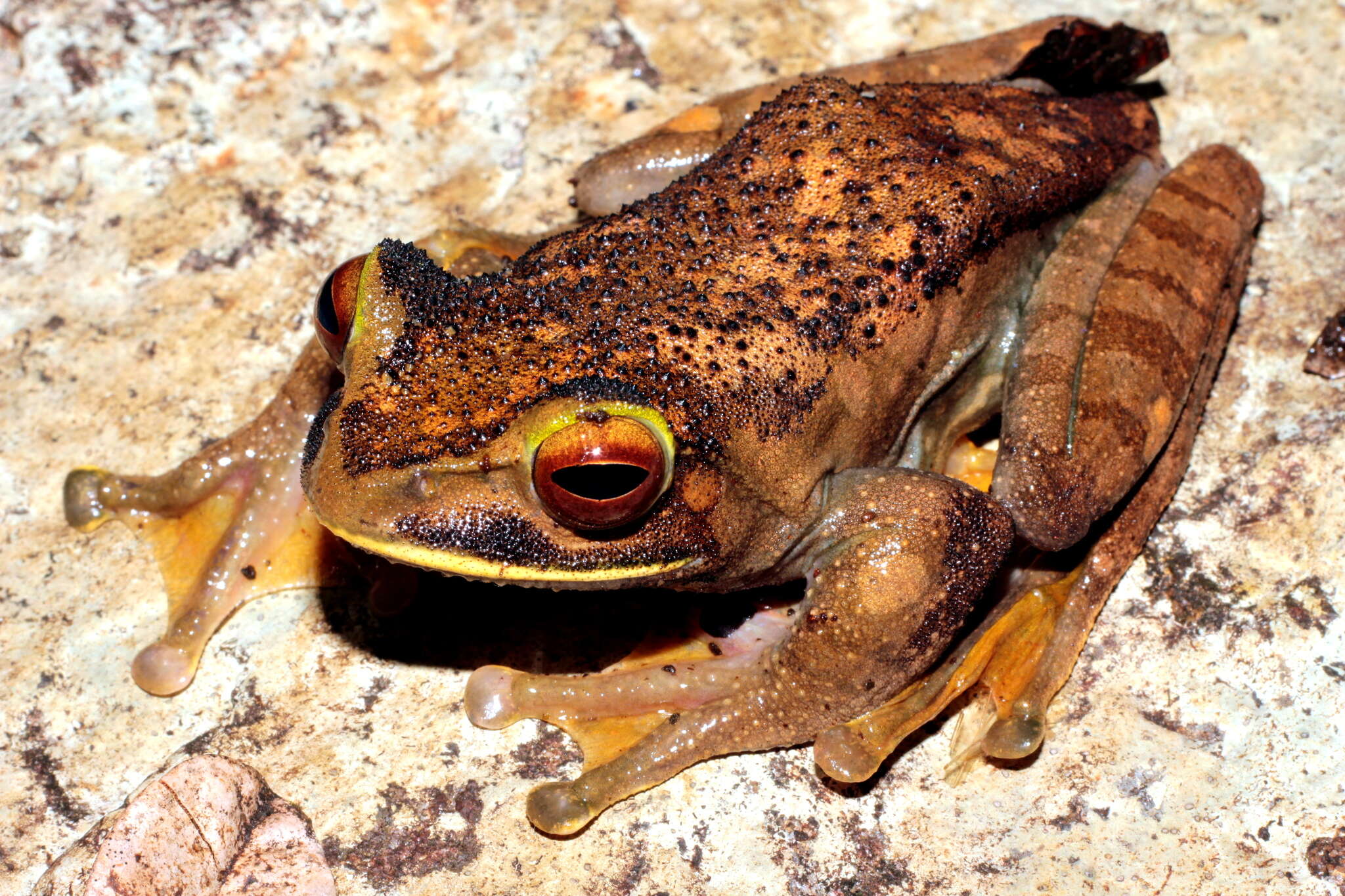 Image of Bright-eyed frog