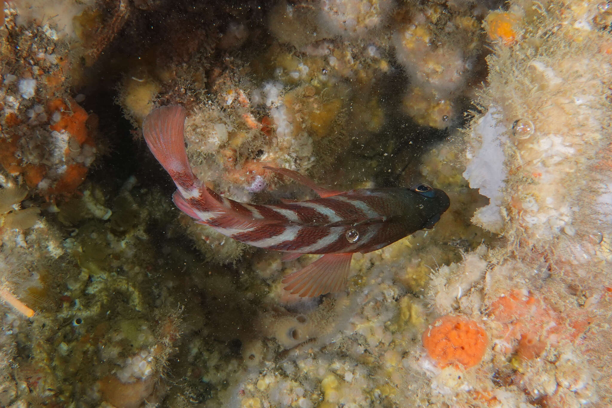 Image of redbanded perch