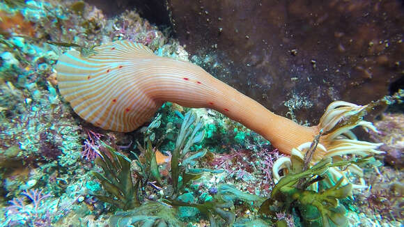 Image of Spinnaker anemone