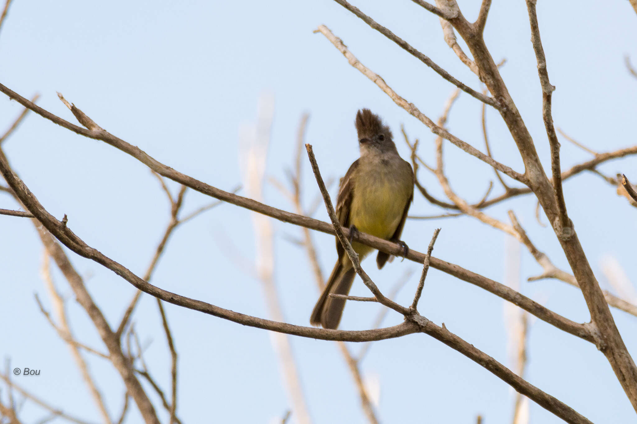 Image of Yellow-bellied Elaenia