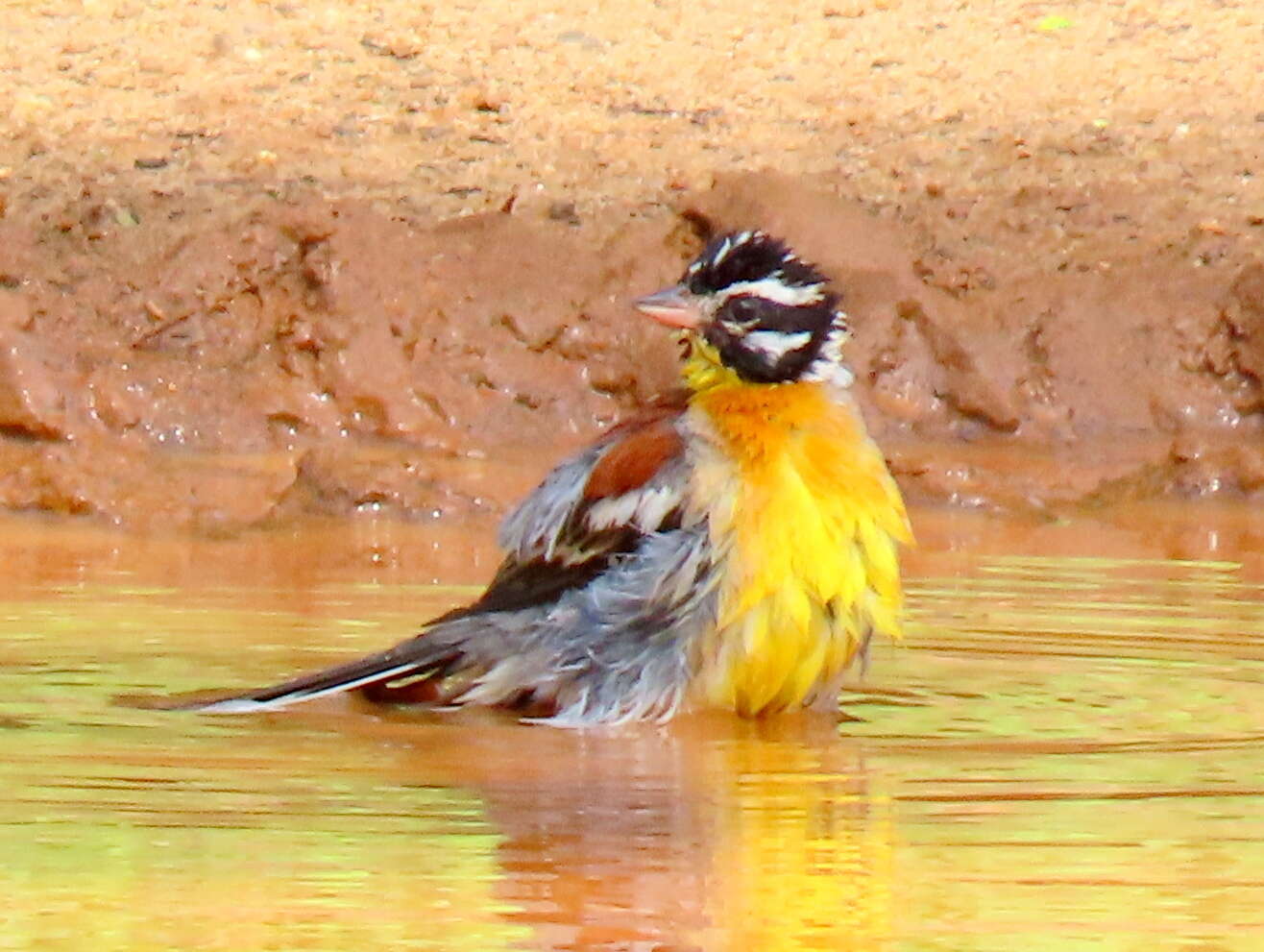 Imagem de Emberiza flaviventris flaviventris Stephens 1815