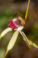 Image of Giant spider orchid