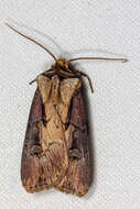 صورة Agrotis volubilis Harvey 1874