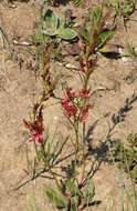 Sivun Indigofera buchananii Burtt Davy kuva