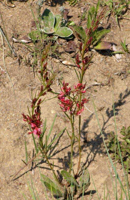 Sivun Indigofera buchananii Burtt Davy kuva