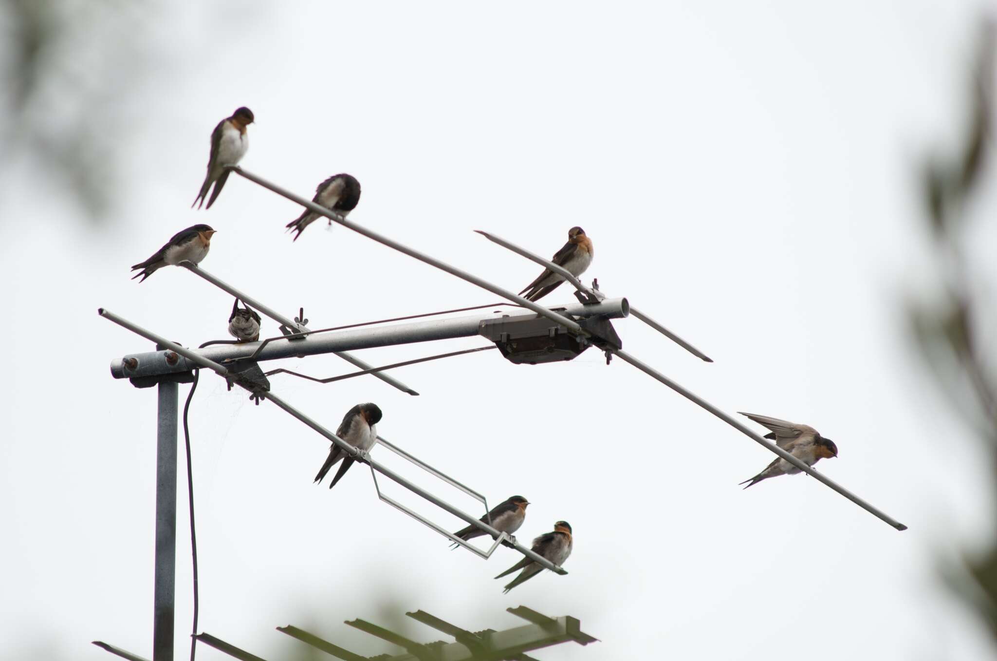 Image of Hirundo neoxena neoxena Gould 1842